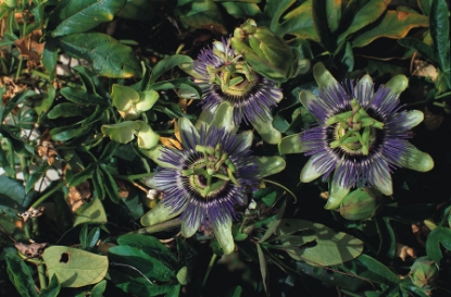 Picture of Passiflora - Coerulea